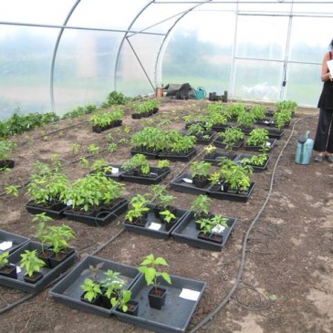 De chili plantjes zijn verhuisd naar de tunnel