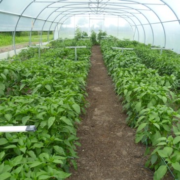 Chili planten in de tunnel in juli