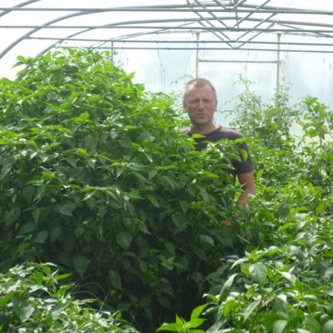 Een ondoordringbaar woud van chili planten …