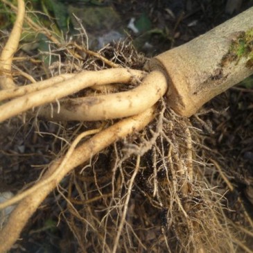 De natuur van chili planten