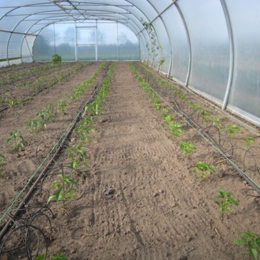 We hebben de peperplantjes dit weekend in de tunnel uitgeplant