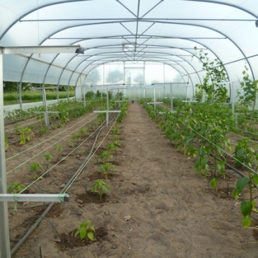 Midden juni, plantjes in de tunnel