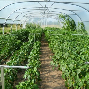 Chili planten einde juli