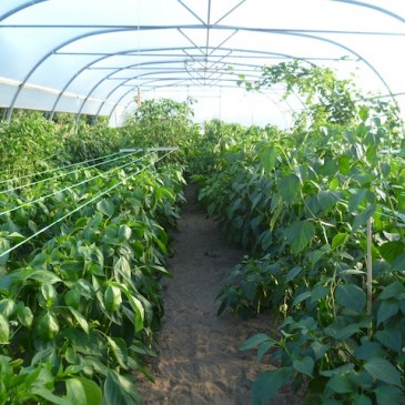 Chili planten in augustus