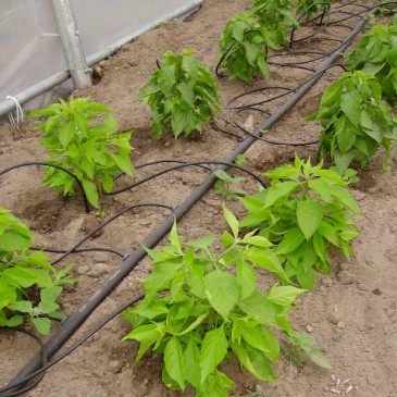 Chili pepers kweken: Planten in volle grond (4/8)