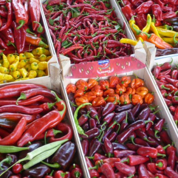 Chili pepers kweken: De oogst van chili pepers (8/8)