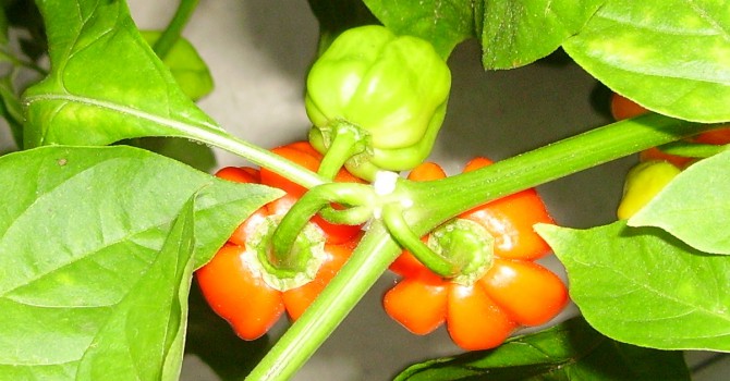 Habanero's bovenzicht