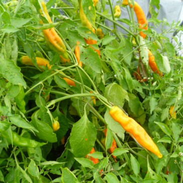 Aji Amarillo