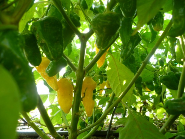 Capsicum Baccatum: Aji Limo