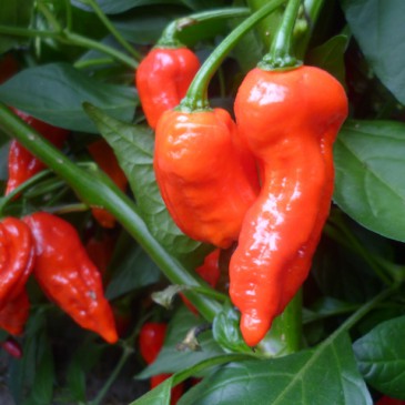 Bhut Jolokia strain II