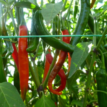 Cayenne