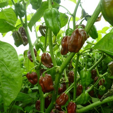 Chocolate Habanero