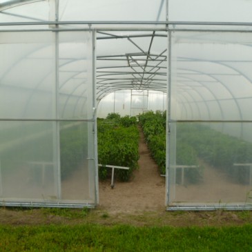 Handleiding voor het kweken van chili pepers