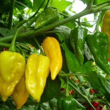 Fatalii