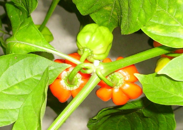 Capsicum Chinense: Antillais Carribean Habanero