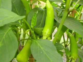 Capsicum Annuum: Hungarian Wax