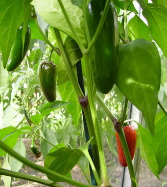 Capsicum Annuum: Jalapeno M.