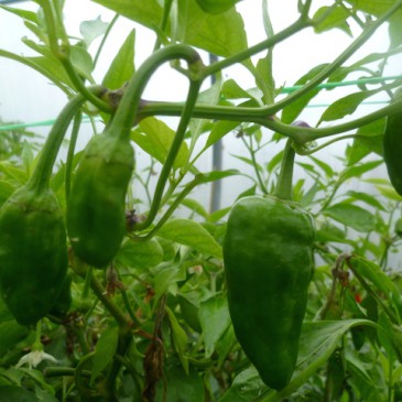 Pimientos de Padron