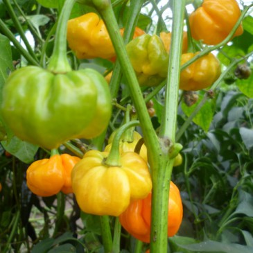 Scotch Bonnet