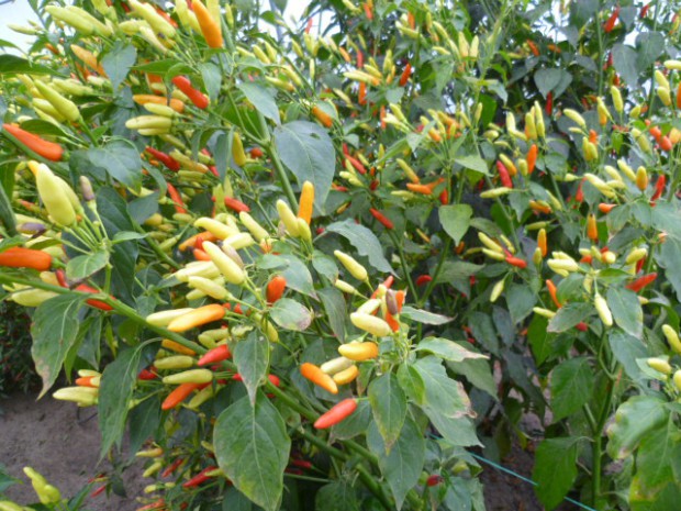 Capsicum Frutescens: Tabasco