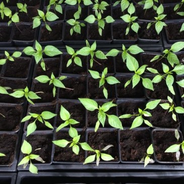 De plantjes mogen naar de serre