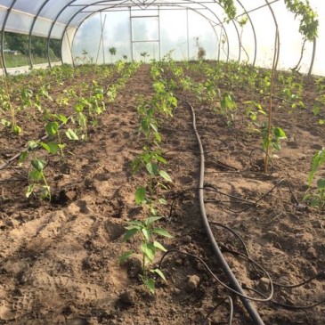 De chiliplanten zijn uitgezet in de tunnel