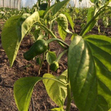 Jonge Pimientos de Padron plant