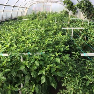 Chili planten 28 juli in uitbundige groei