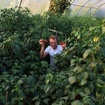 Espelette oogsten temidden het bladgroen van mijn planten